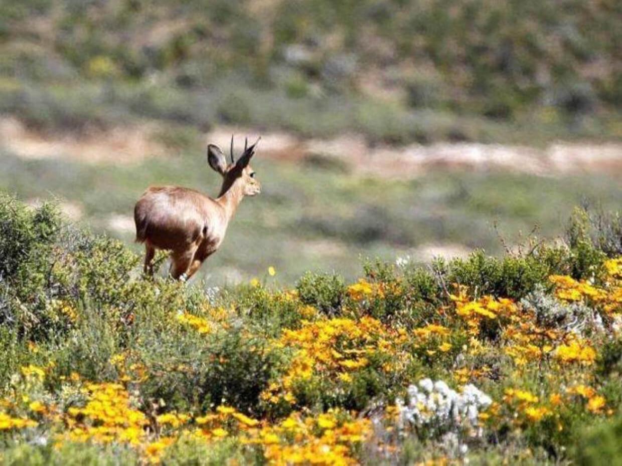 Aardvark Bioreserve Ледисмит Экстерьер фото