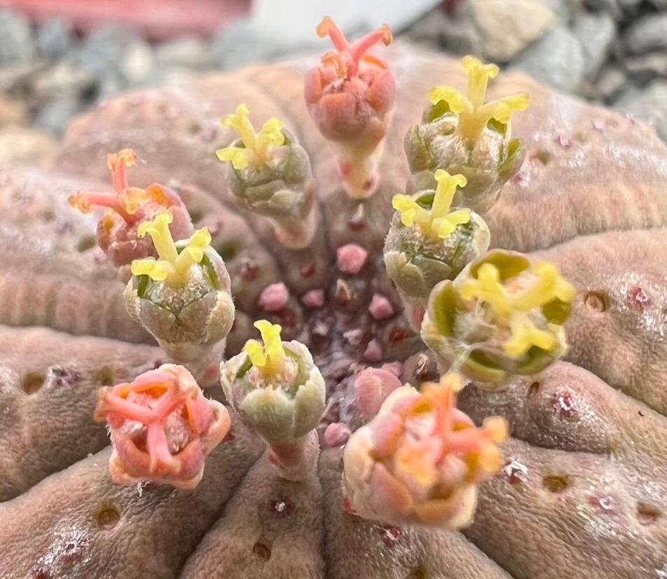 Aardvark Bioreserve Ледисмит Экстерьер фото